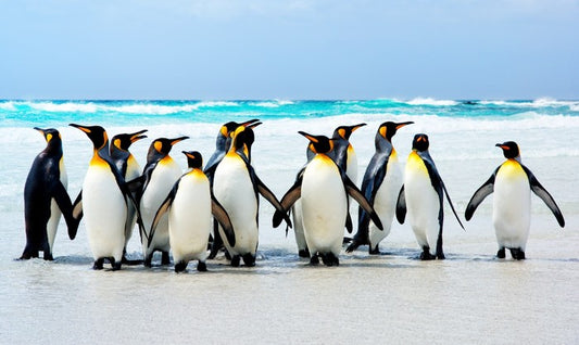Kings of the beach