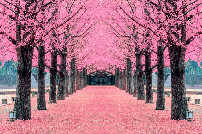 Pink blossom tunnel, Nami Island