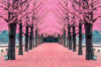 Pink blossom tunnel, Nami Island
