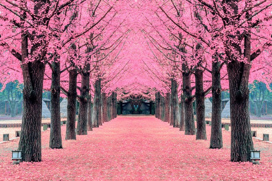 Pink blossom tunnel, Nami Island
