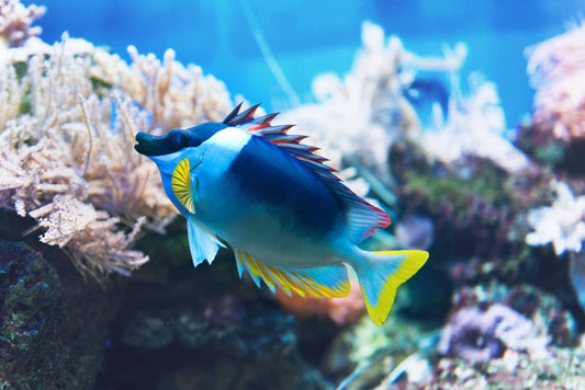 Fish / Aquatic