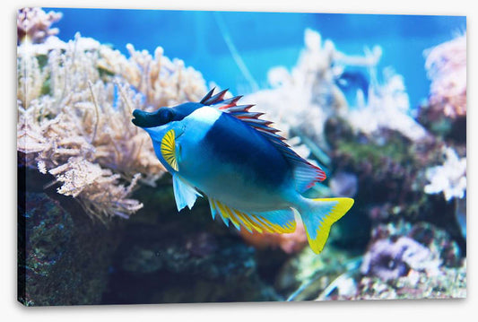Fish / Aquatic