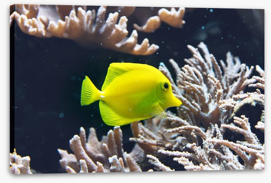 Fish / Aquatic
