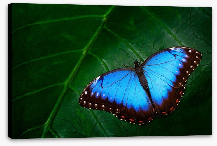 Butterflies