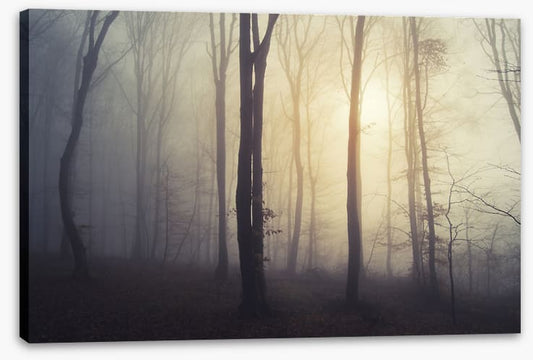 Forests