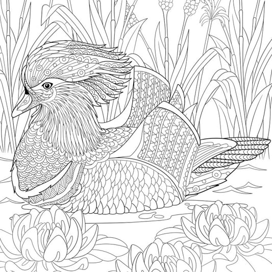 Colour me mandarin duck