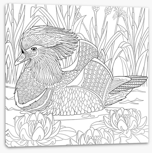 Colour me mandarin duck