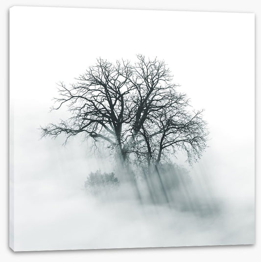 Above the mist