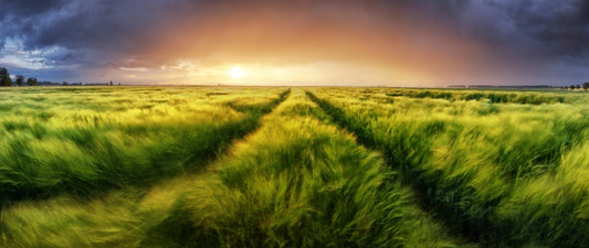 Meadows