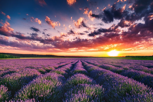 Lavender clouds