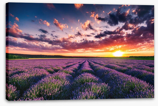 Lavender clouds
