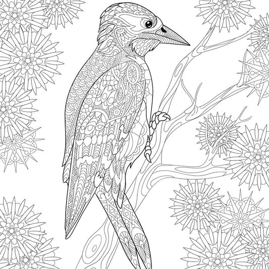 Colour me woodpecker
