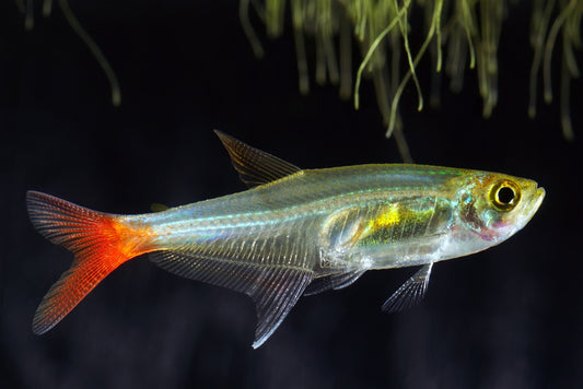 Fish / Aquatic