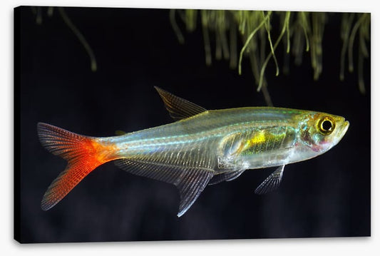 Fish / Aquatic