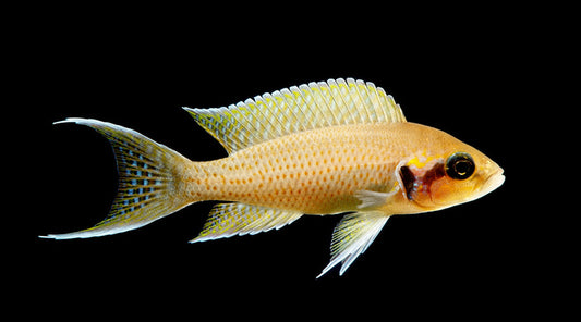 Fish / Aquatic