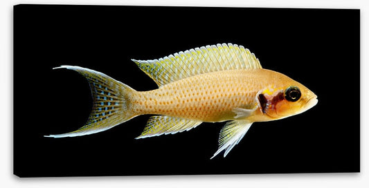 Fish / Aquatic