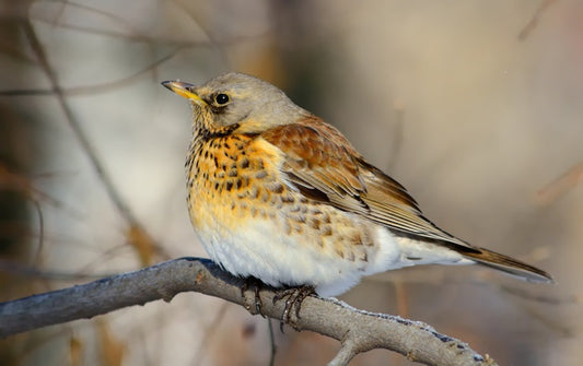 Birds