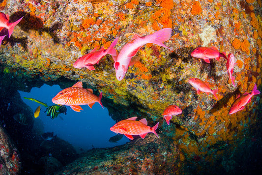 Goatfish gap