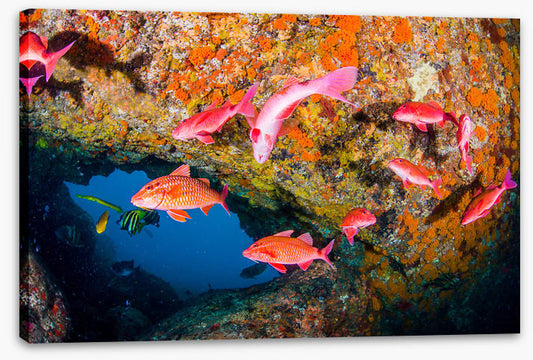 Goatfish gap