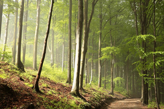 Timberland trail