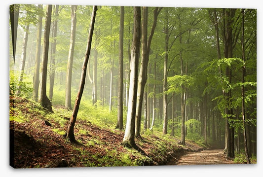 Timberland trail