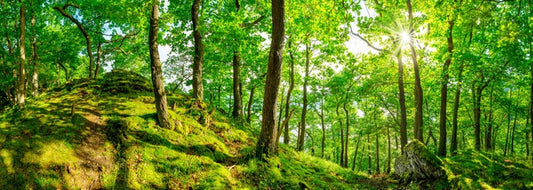 Top of the forest