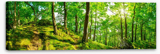 Top of the forest