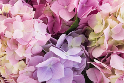 Hydrangea delight