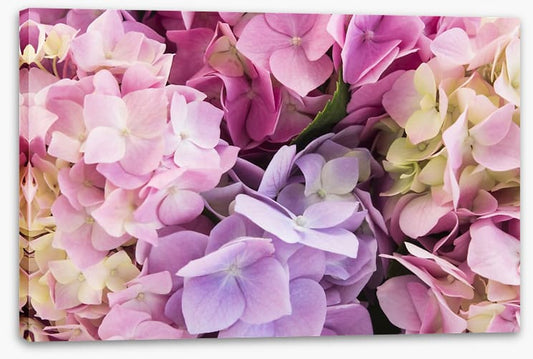 Hydrangea delight