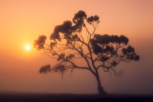 Trees