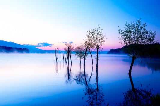 Trees in the water