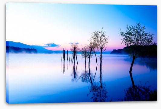 Trees in the water