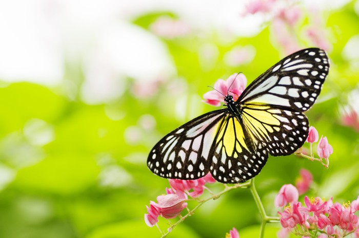 Swallowtail season