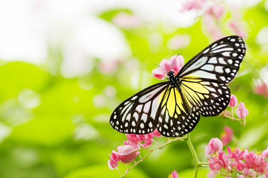 Swallowtail season
