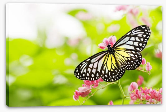 Swallowtail season
