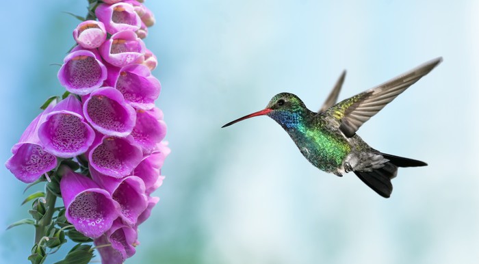 Foxglove and hummingbird