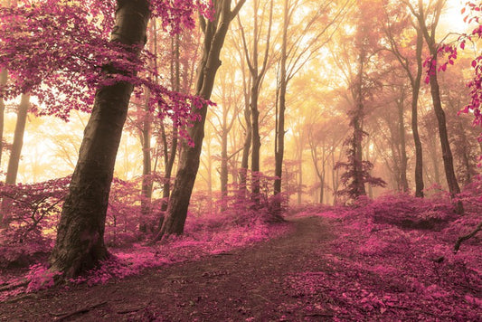 Forest blush
