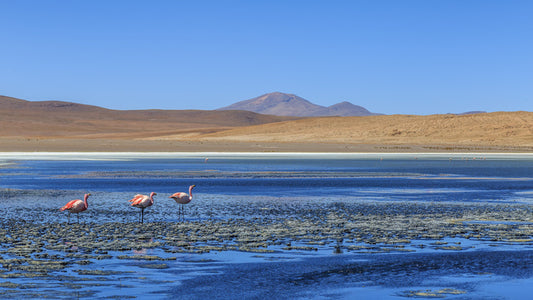 South America