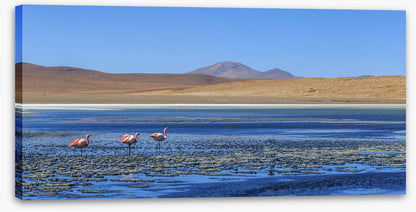 South America