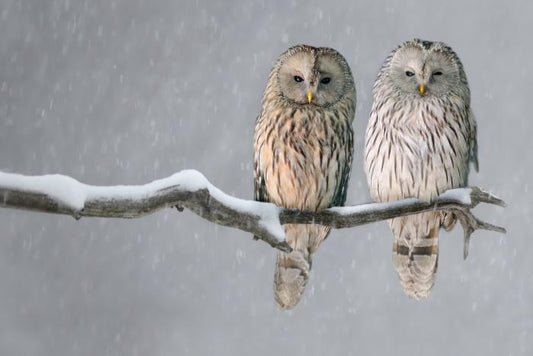 Together in the snow