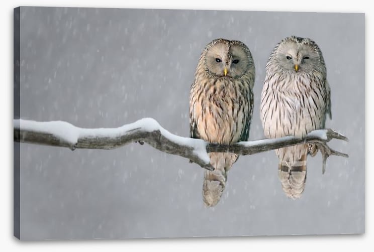 Together in the snow