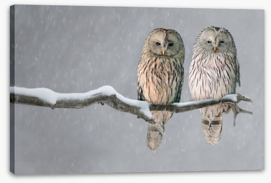Together in the snow