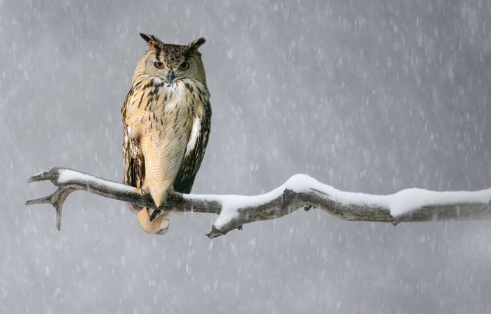 Alone in the snow