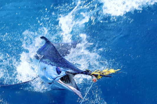 Blue marlin bait