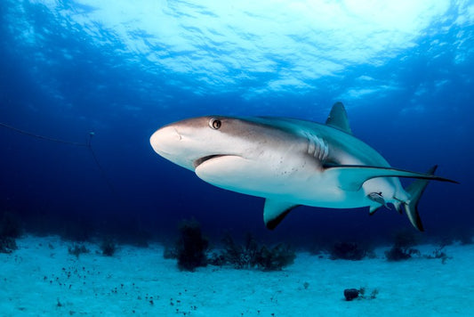 Side-eye shark