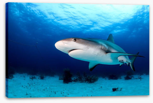 Side-eye shark