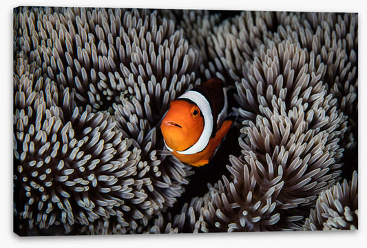 Alone in the anemone