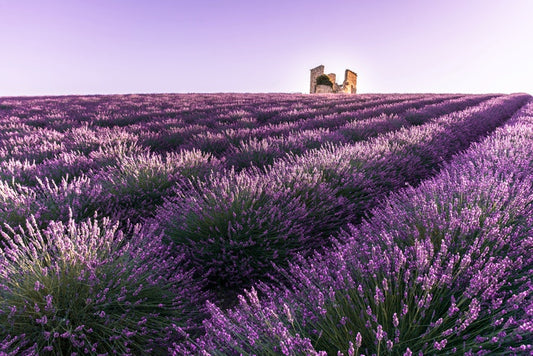 Lavender ruins