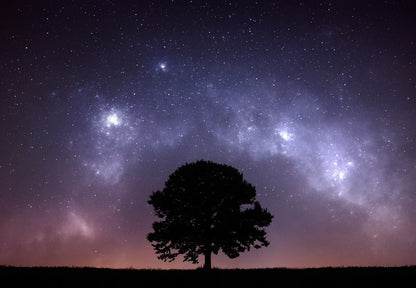 The zodiac tree