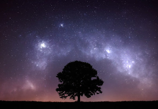 The zodiac tree